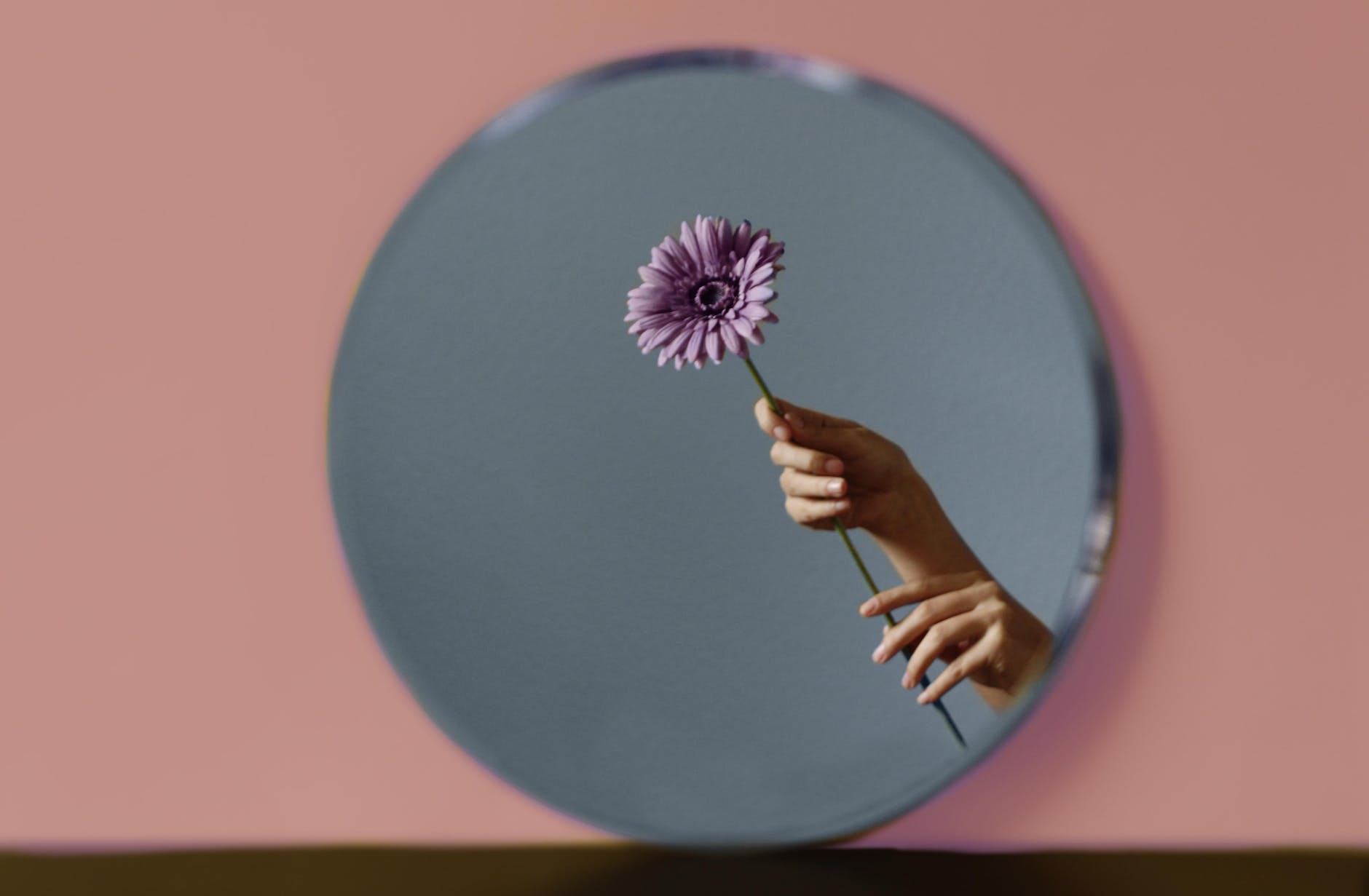 person holding purple flower